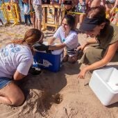 Aparecen en la Playa Poniente de Benidorm una tortuga boba y un flamenco desorientado