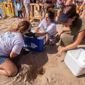 Aparecen en la Playa Poniente de Benidorm una tortuga boba y un flamenco desorientado Aparecen en la Playa Poniente de Benidorm una tortuga boba y un flamenco desorientado
