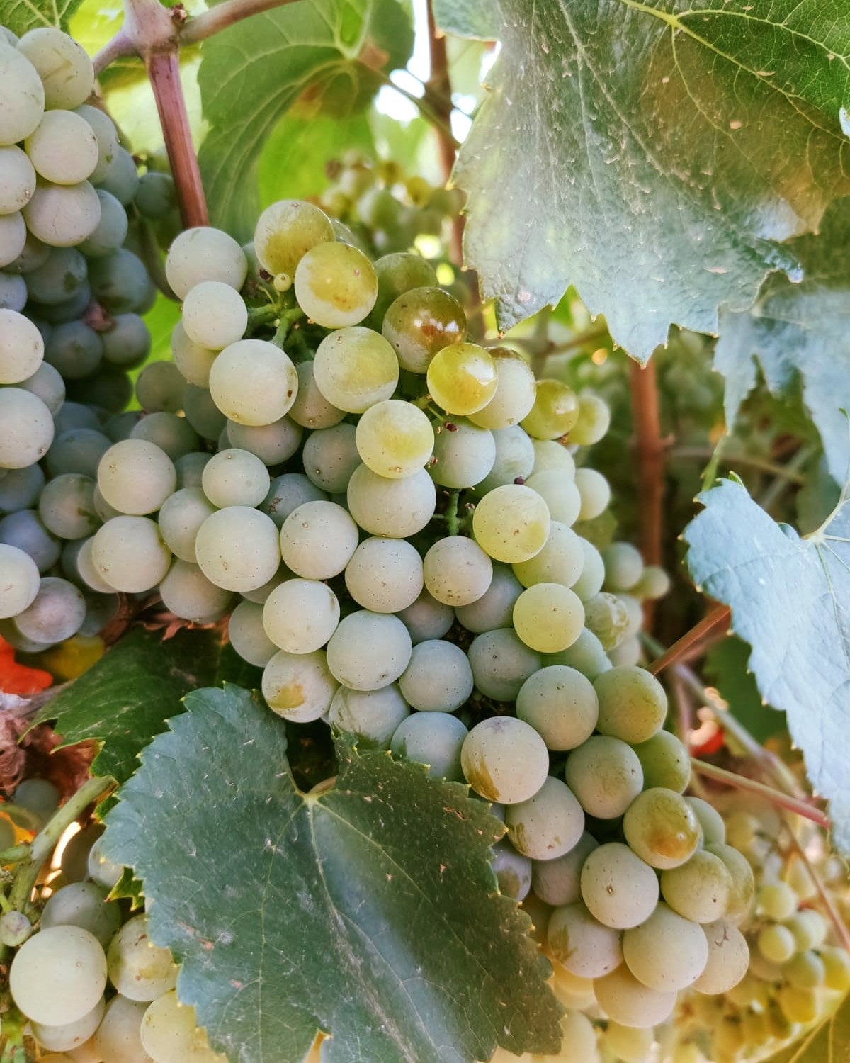La Rioja destina 4.3 millones de euros para paliar la pérdida de los viticultores por el exceso de existencia en bodega La Rioja destina 4.3 millones de euros para paliar la pérdida de los viticultores por el exceso de existencia en bodega