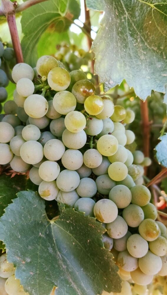 Uva blanca