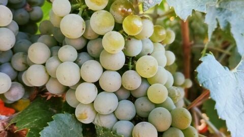Uva blanca