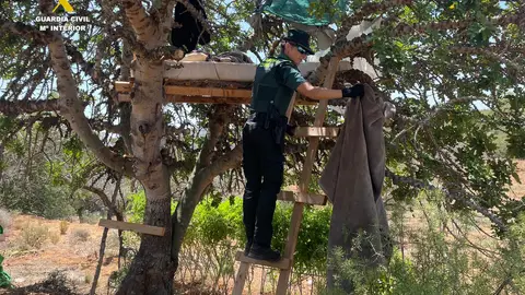 Desmantelada en Alcalá de Xivert una plantación de cannabis con 3000 plantas Desmantelada en Alcalá de Xivert una plantación de cannabis con 3000 plantas