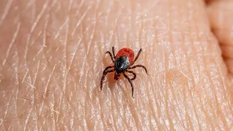 Imagen de una garrapata. Imagen de una garrapata.