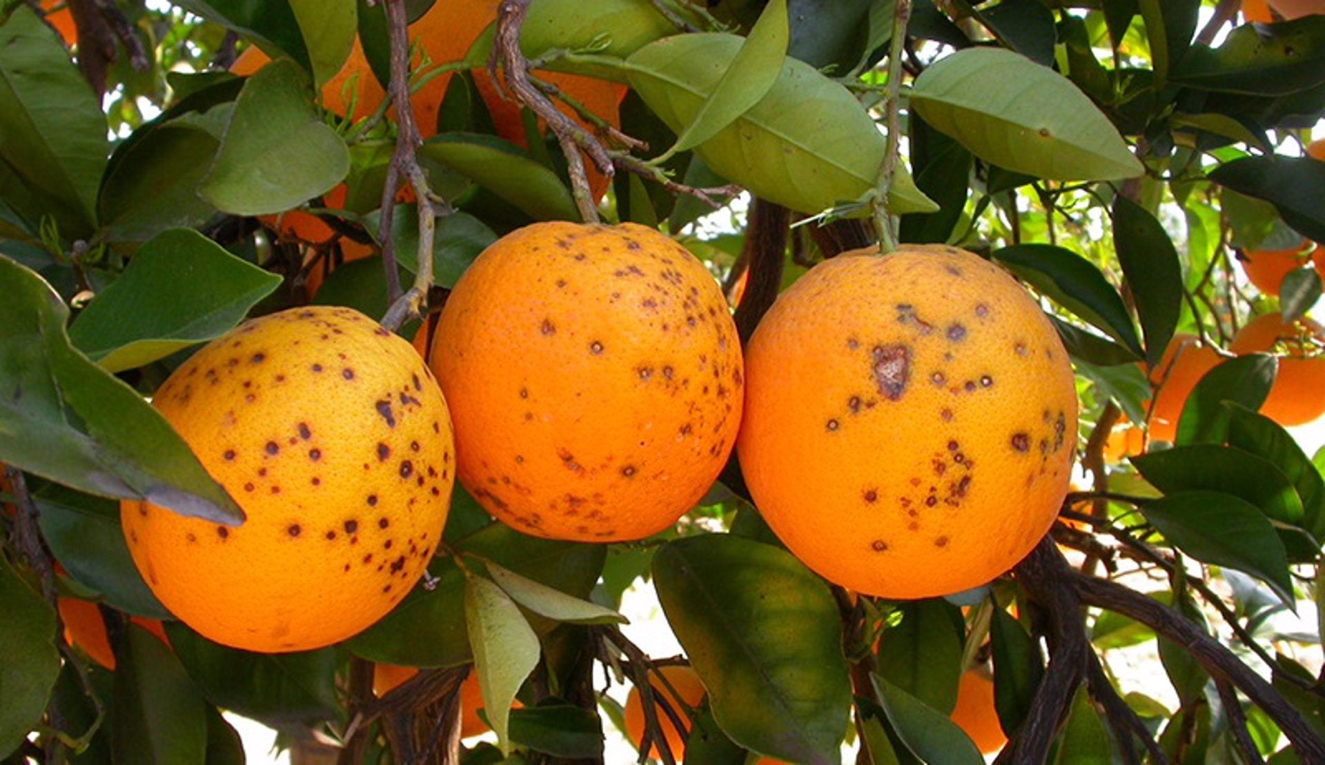 La Unió denuncia que este año se duplican las interceptaciones de cítricos importados con plagas La Unió denuncia que este año se duplican las interceptaciones de cítricos importados con plagas