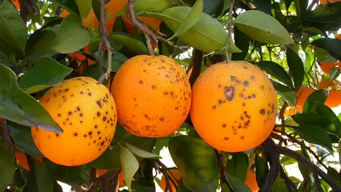 Cítricos en mal estado por las plagas Cítricos en mal estado por las plagas