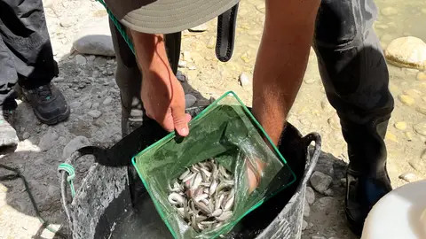 El descenso de agua en la Rambla Puça de Petrer ha obligado al traslado de 800 ejemplares de cachuelo valenciano. El descenso de agua en la Rambla Puça de Petrer ha obligado al traslado de 800 ejemplares de cachuelo valenciano.