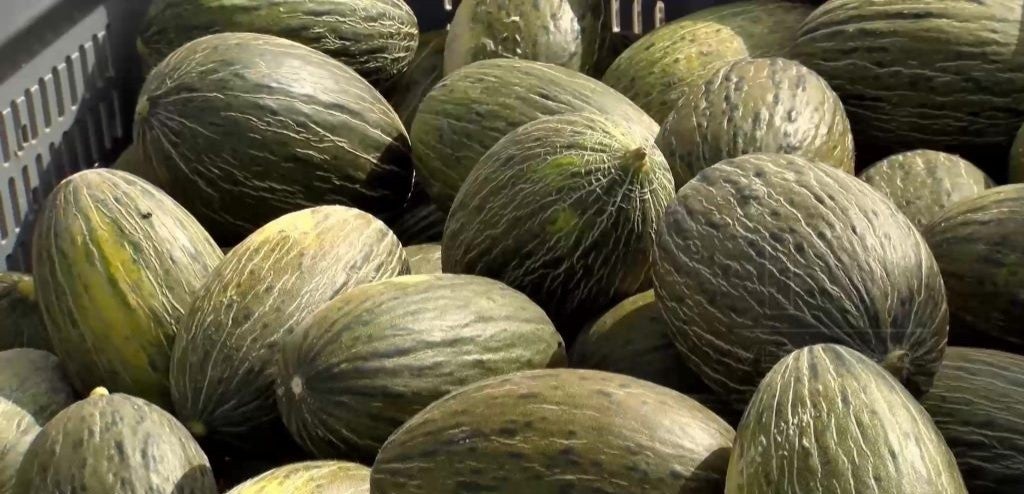 Las altas temperaturas y los hongos arruinan la campaña del melón 'Almarjal' en la zona de Dolores Las altas temperaturas y los hongos arruinan la campaña del melón 'Almarjal' en la zona de Dolores