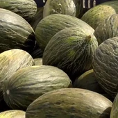 Las altas temperaturas y los hongos arruinan la campaña del melón 'Almarjal' en la zona de Dolores Las altas temperaturas y los hongos arruinan la campaña del melón 'Almarjal' en la zona de Dolores