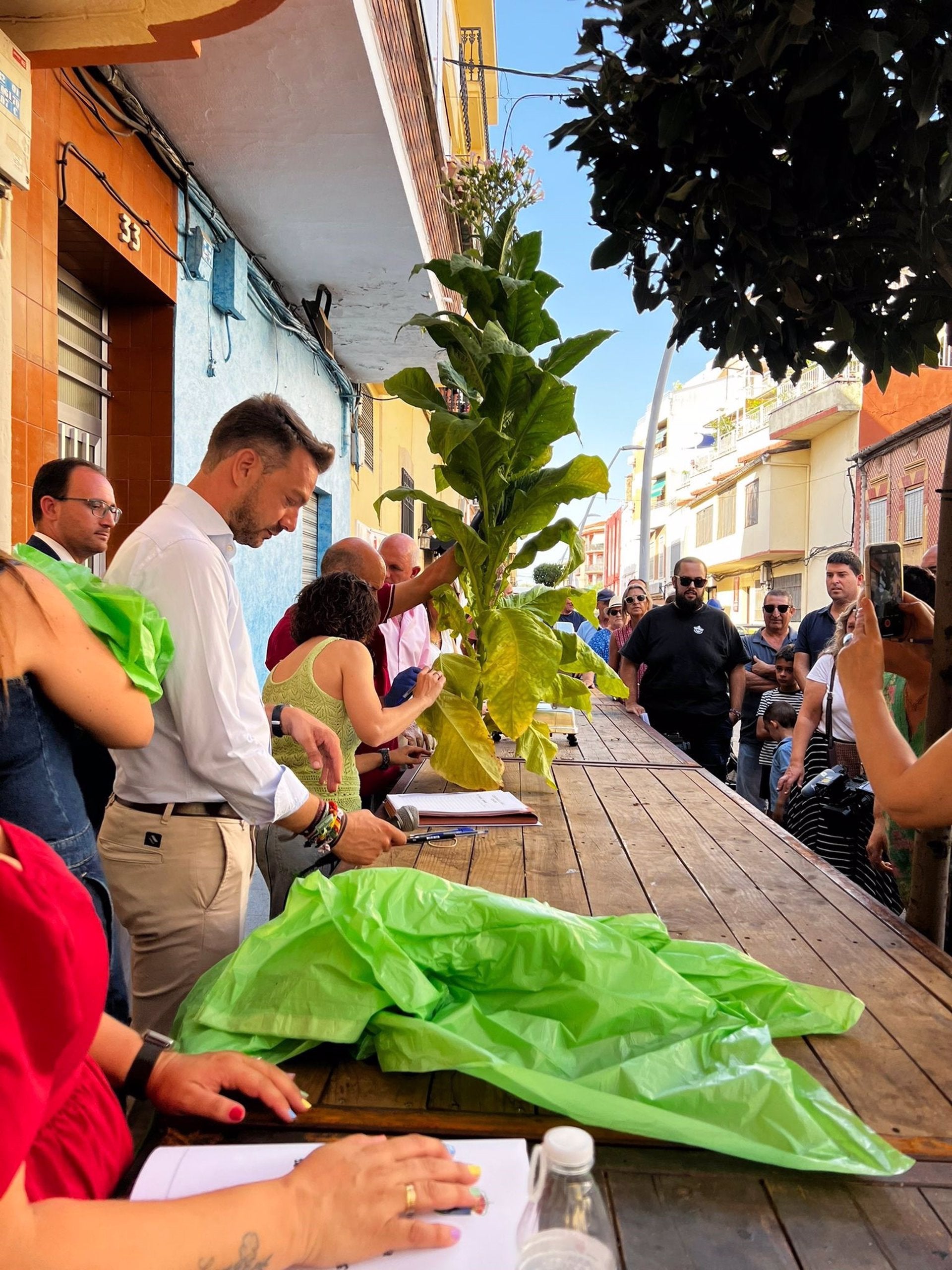 La Junta destaca que el 90 % del tabaco producido en España se cultiva en el Norte de Extremadura La Junta destaca que el 90 % del tabaco producido en España se cultiva en el Norte de Extremadura