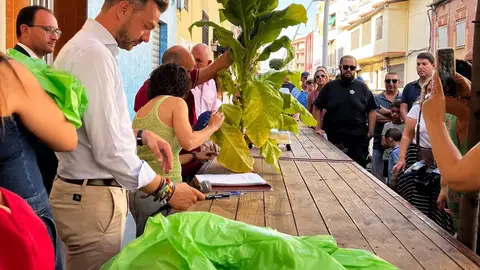 La Junta destaca que el 90 % del tabaco producido en España se cultiva en el Norte de Extremadura La Junta destaca que el 90 % del tabaco producido en España se cultiva en el Norte de Extremadura