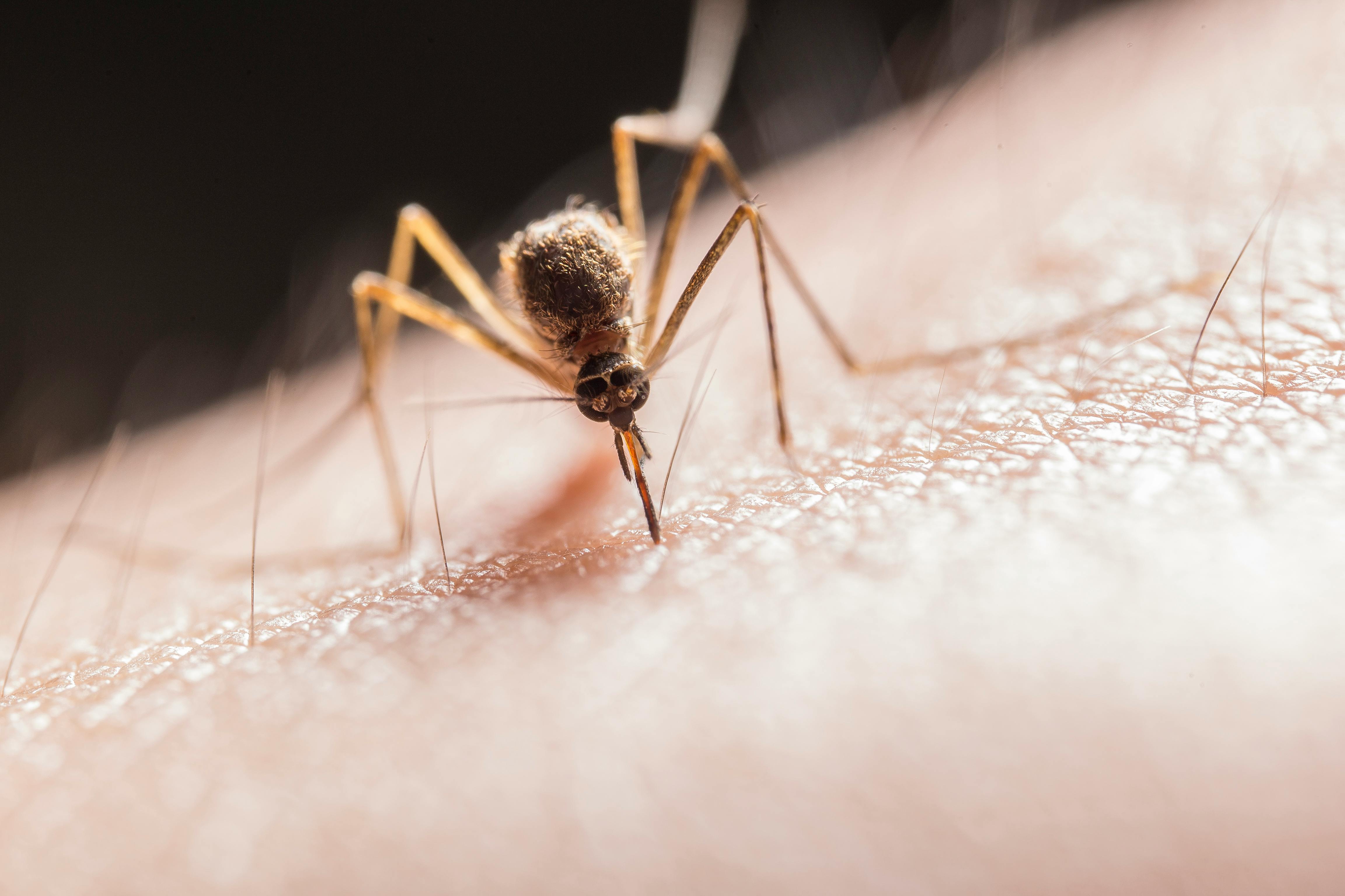 Aumenta el número de casos de virus del Nilo en España: ya es superior al de temporadas anteriores Aumenta el número de casos de virus del Nilo en España: ya es superior al de temporadas anteriores