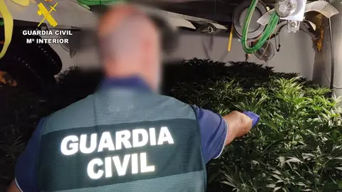 La Guardia Civil en el interior de la plantación de marihuana La Guardia Civil en el interior de la plantación de marihuana