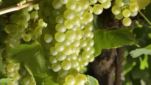 La vendimia en la D.O. Somontano comienza con la variedad chardonnay La vendimia en la D.O. Somontano comienza con la variedad chardonnay