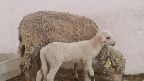 'Teodoro', el primer cordero modificado genéticamente en España. 'Teodoro', el primer cordero modificado genéticamente en España.