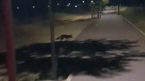 El zorro merodea por Santa María del Páramo El zorro merodea por Santa María del Páramo