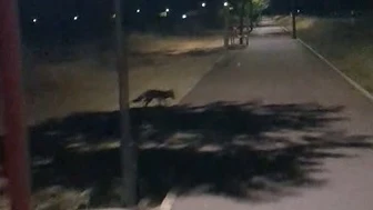 El zorro merodea por Santa María del Páramo El zorro merodea por Santa María del Páramo