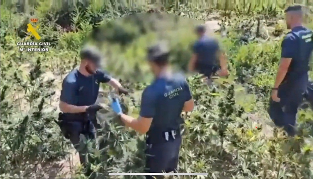 Desmanteladas dos macroplantaciones de marihuana en la Ribagorza Desmanteladas dos macroplantaciones de marihuana en la Ribagorza