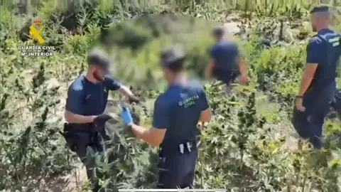 Desmanteladas dos macroplantaciones de marihuana en la Ribagorza Desmanteladas dos macroplantaciones de marihuana en la Ribagorza