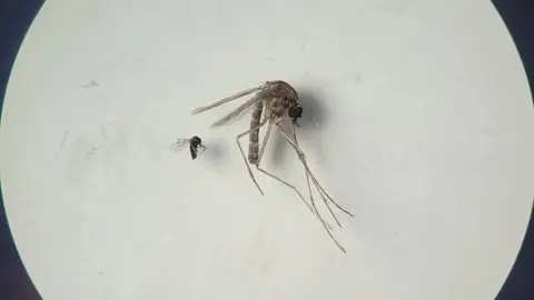 Insecto 'Culicoides paraensis' (el más pequeño en la foto) y 'Culex quinquefasciatus' . EuropaPress Insecto 'Culicoides paraensis' (el más pequeño en la foto) y 'Culex quinquefasciatus' . EuropaPress