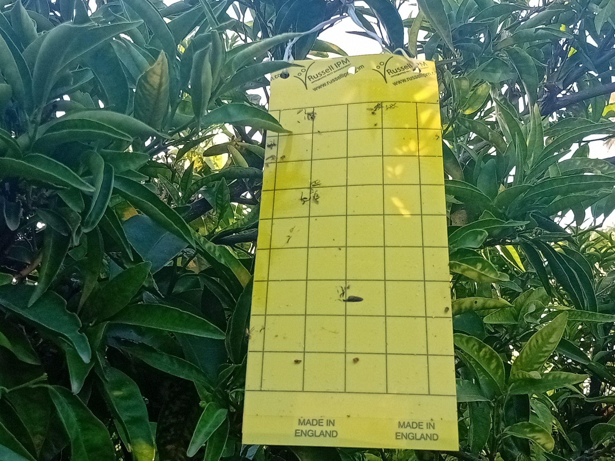 La Unió pide a la Conselleria de Agricultura que reparta gratuitamente trampas adhesivas para detectar Trips sudafricano en las parcelas de la Comunitat La Unió pide a la Conselleria de Agricultura que reparta gratuitamente trampas adhesivas para detectar Trips sudafricano en las parcelas de la Comunitat