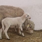 'Teodoro', el primer cordero modificado genéticamente en España ayudará a entender la fecundación humana