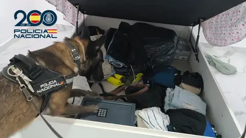 Un perro de la Policía Nacional durante la operación desarrollada en Elche. Un perro de la Policía Nacional durante la operación desarrollada en Elche.