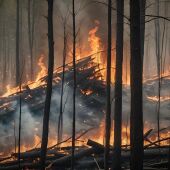 Incendio forestal