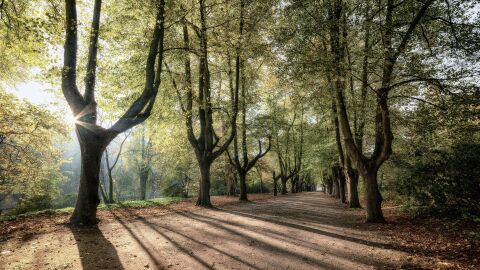 Sombras generadas por arboles 