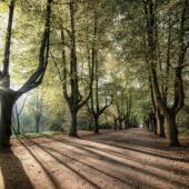 Sombras generadas por arboles 