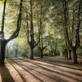 Sombras generadas por arboles Sombras generadas por arboles