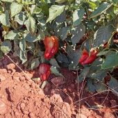 Pimiento cascudo "quemado" por el calor en Villanueva de los Infantes