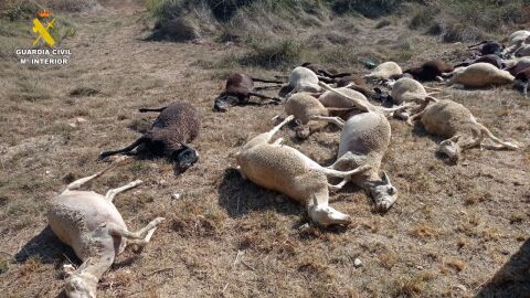 Ovejas muertas en Benifai&oacute;