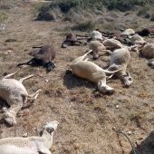 Ovejas muertas en Benifaió