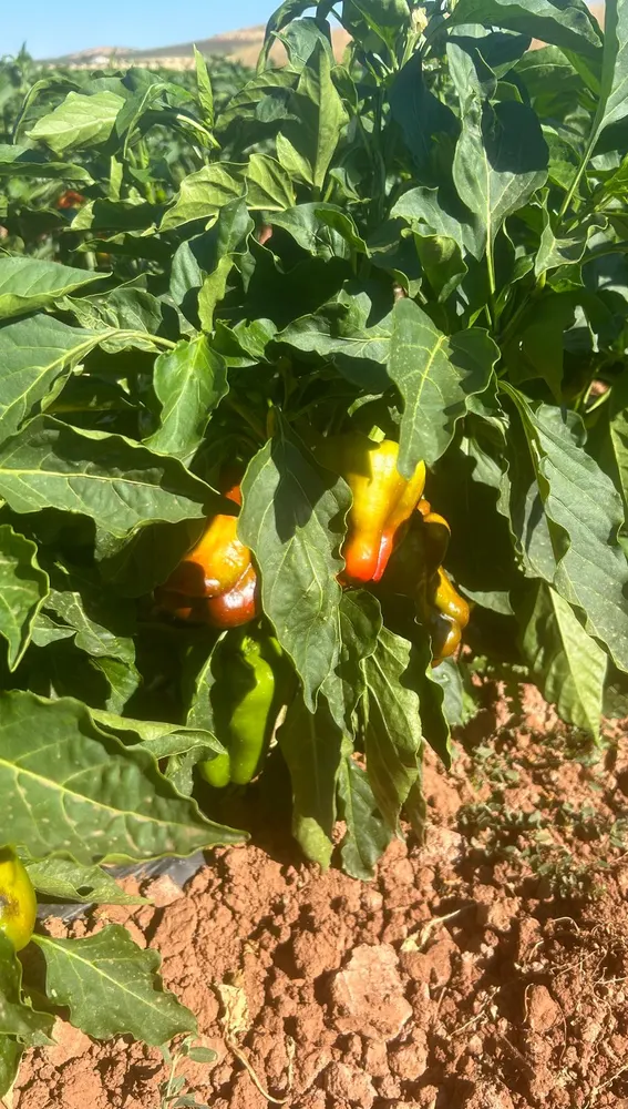 Pimiento cascudo "quemado" por el calor en Villanueva de los Infantes Pimiento cascudo "quemado" por el calor en Villanueva de los Infantes