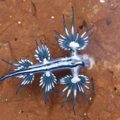 El pez conocido como 'dragón azul'.