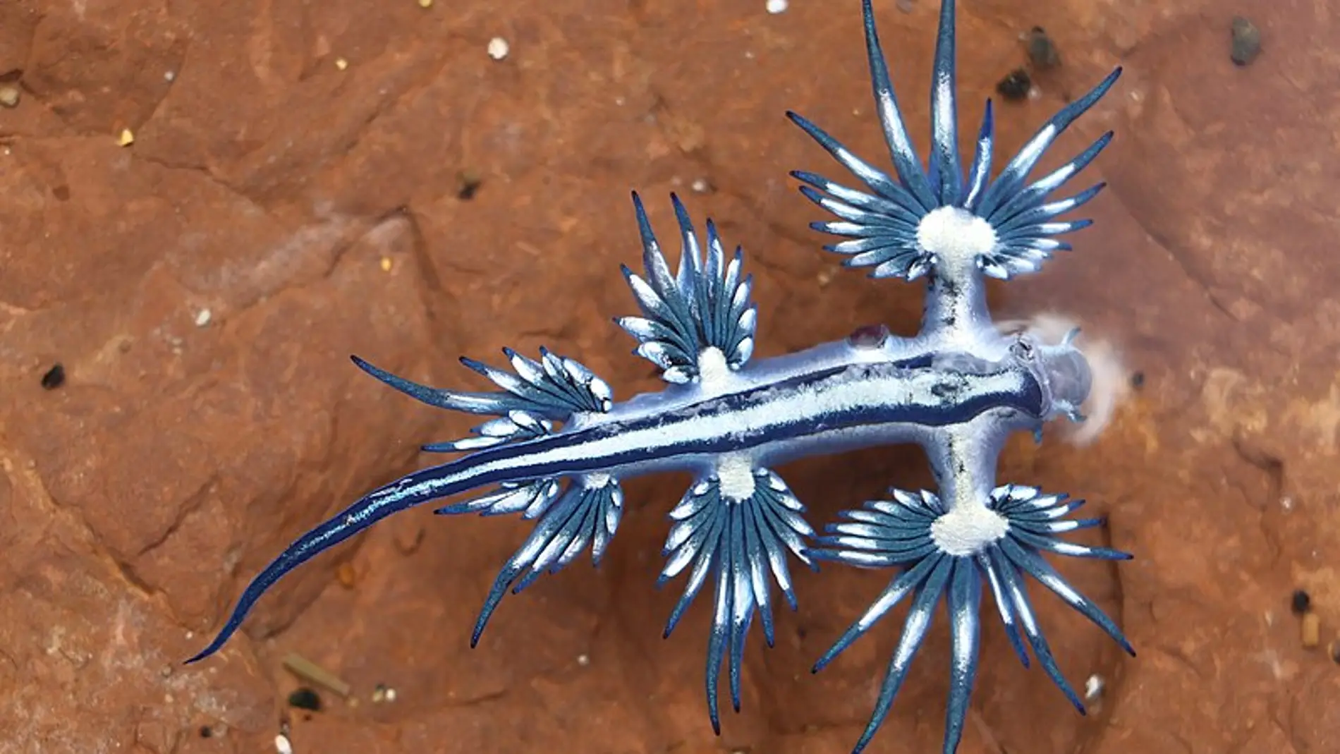 El pez conocido como 'dragón azul'. El pez conocido como 'dragón azul'.