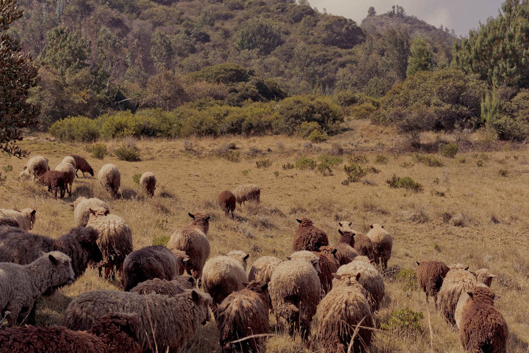 Ganado ovino: curiosidades de estos animales y usos de la lana Ganado ovino: curiosidades de estos animales y usos de la lana