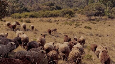 Imagen de un reba&ntilde;o de ovejas