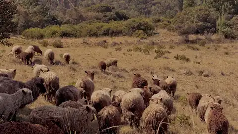 Imagen de un rebaño de ovejas Imagen de un rebaño de ovejas