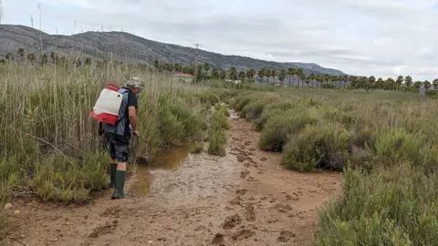Plan de prevención contra los mosquitos en Castellón Plan de prevención contra los mosquitos en Castellón