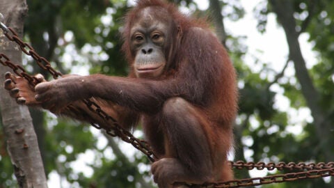 Orangutan de Borneo