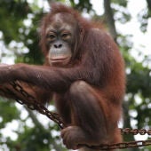 Orangutan de Borneo