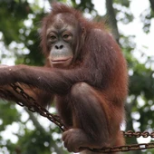 Orangutan de Borneo Orangutan de Borneo