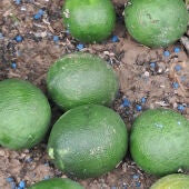 Daños cítricos Albalat de la Ribera