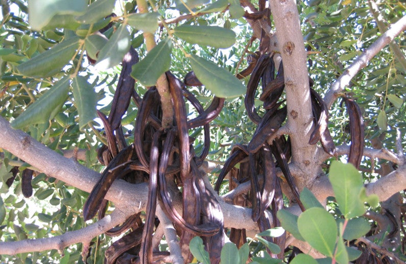 La campaña de la algarroba empieza con bajos precios y la mitad de cosecha por la sequía La campaña de la algarroba empieza con bajos precios y la mitad de cosecha por la sequía
