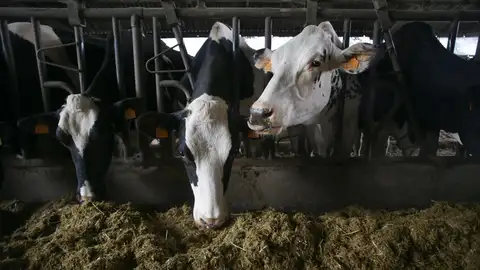 Cantabria registra ocho casos positivos de Enfermedad Hemorrágica Epizoótica Cantabria registra ocho casos positivos de Enfermedad Hemorrágica Epizoótica