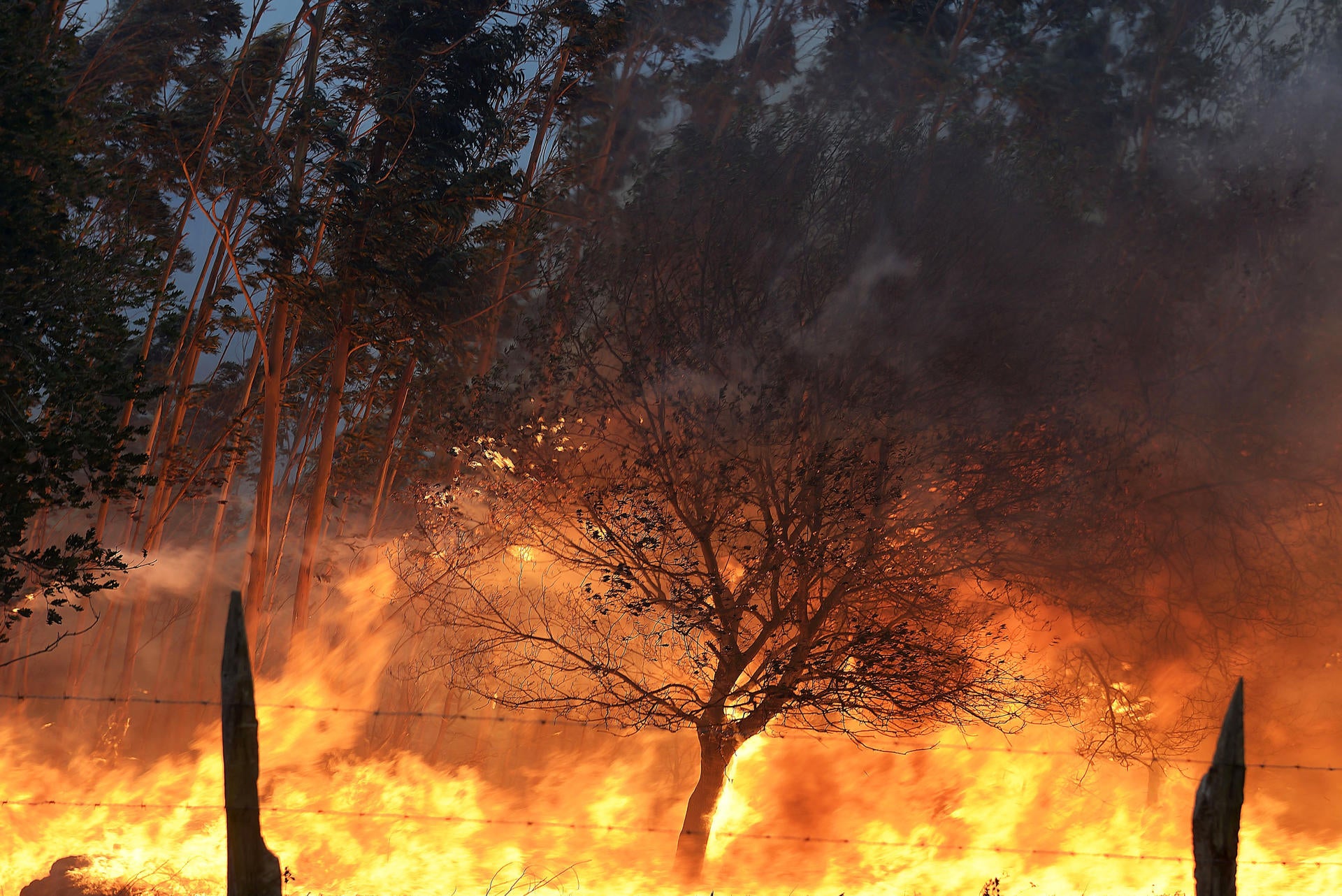 Los incendios forestales han quemado de momento la mitad de la media de los últimos años Los incendios forestales han quemado de momento la mitad de la media de los últimos años