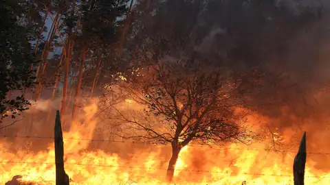 Los incendios forestales han quemado de momento la mitad de la media de los últimos años Los incendios forestales han quemado de momento la mitad de la media de los últimos años