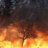 Los incendios forestales han quemado de momento la mitad de la media de los últimos años