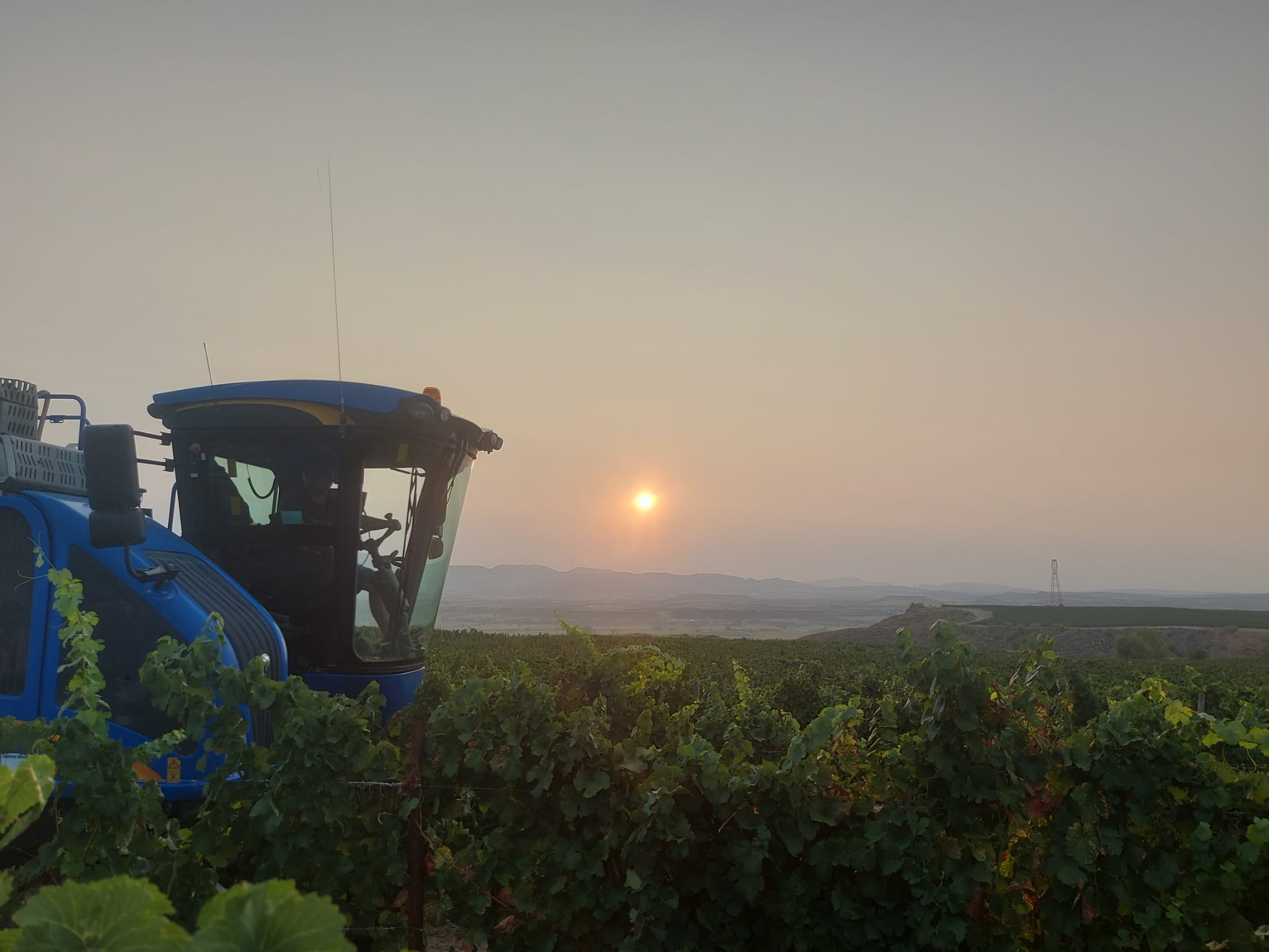 La DOP Somontano espera recoger 17 kilos de uvas La DOP Somontano espera recoger 17 kilos de uvas